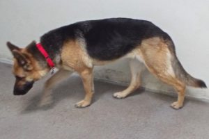 Picture of Zuni