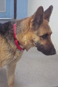 Picture of Zuni