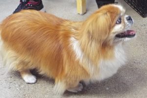 Picture of Beethoven