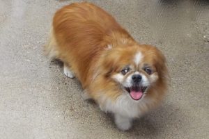 Picture of Beethoven