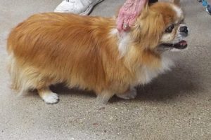 Picture of Beethoven