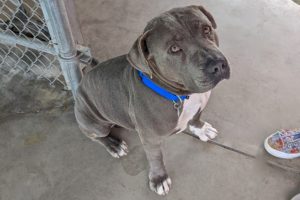 Picture of Bronson