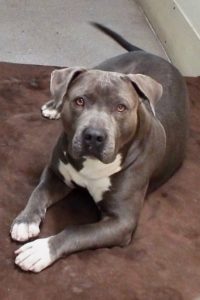 Picture of Bronson