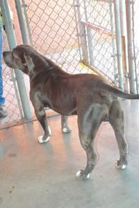 Picture of Bronson