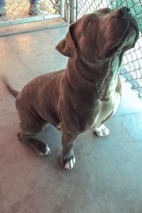 Picture of Bronson