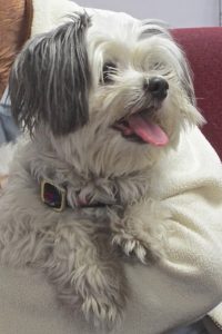 Picture of Buffy