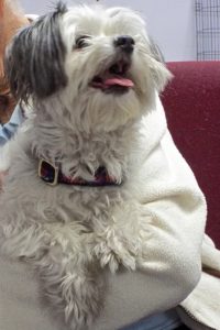 Picture of Buffy