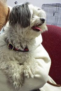 Picture of Buffy