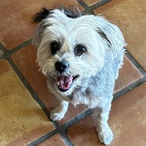 Picture of Buffy
