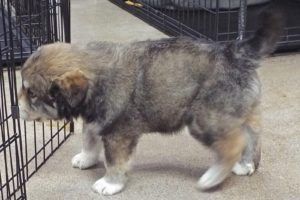 Picture of Clover