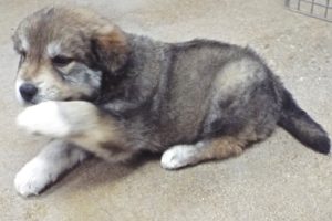 Picture of Clover