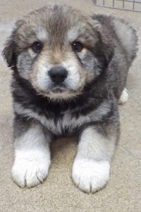 Picture of Clover