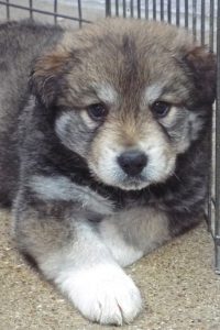 Picture of Clover