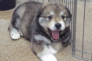Picture of Clover