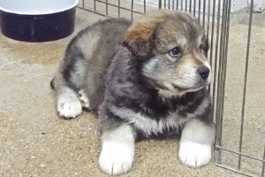 Picture of Clover