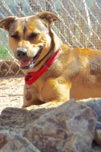 Picture of Daphnie
