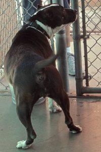 Picture of Dutchess