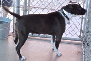 Picture of Dutchess