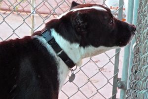 Picture of Dutchess