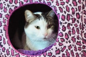 Picture of Feisty