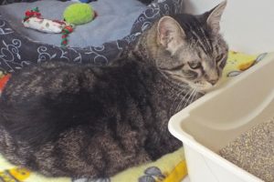 Picture of Grayson