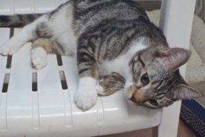 Picture of MacIntosh