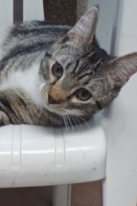 Picture of MacIntosh