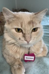 Picture of Moonbeam