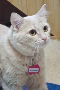 Picture of Moonbeam