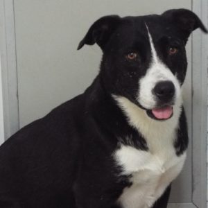 Picture of Oreo
