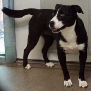 Picture of Oreo