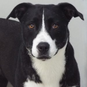 Picture of Oreo