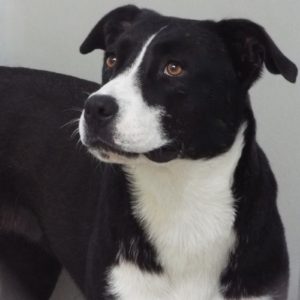Picture of Oreo