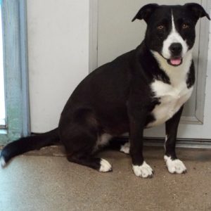 Picture of Oreo