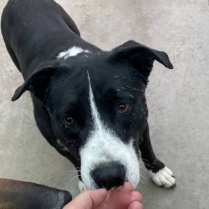 Picture of Oreo
