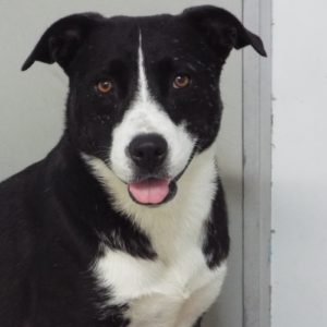 Picture of Oreo