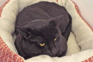Picture of Panther
