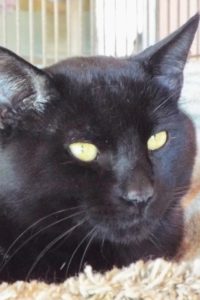 Picture of Panther