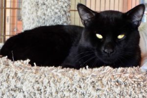 Picture of Panther