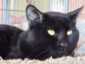 Picture of Panther