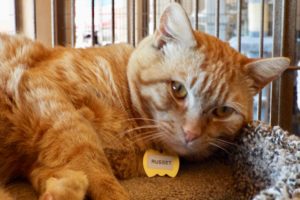 Picture of Russet