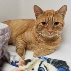 Picture of Russet