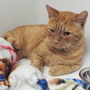 Picture of Russet