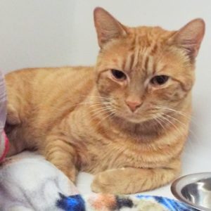 Picture of Russet