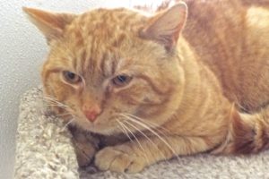 Picture of Russet