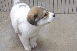 Picture of Sage