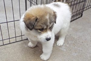 Picture of Sage