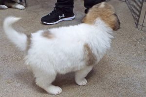 Picture of Sage
