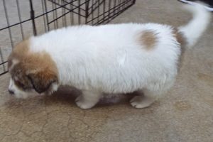 Picture of Sage