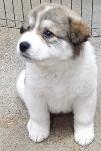Picture of Sage